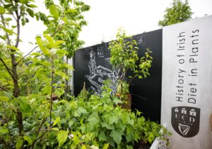 Bord Bia Bloom 2019.
Photo Chris Bellew /Fennell Photography Copyright 2019 

UCD History of the Irish Diet in Plants Garden